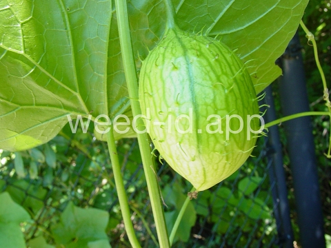 wild cucumber, western